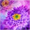 Dahlia Dazzle 585013 Purple 59 Inch Digital Panel Oasis -Sewing Supplies Sales 2024 585013