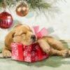 Sleepy Pup 45531 36 Inch Digital Panel David Textiles -Sewing Supplies Sales 2024 al45531c1