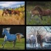 High Horse PD11125 Digital Panel Pillow Squares Horses Riley Blake -Sewing Supplies Sales 2024 ppd11125r pillow