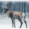 Call Of The Wild T4862 597 Reindeer Hoffman