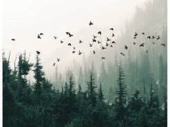 Winters Wings T4865 44 Digital Panel Forest Hoffman